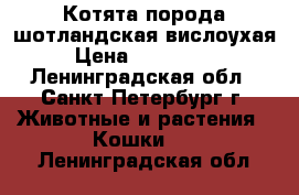 Котята порода шотландская вислоухая  › Цена ­ 1500-3000 - Ленинградская обл., Санкт-Петербург г. Животные и растения » Кошки   . Ленинградская обл.